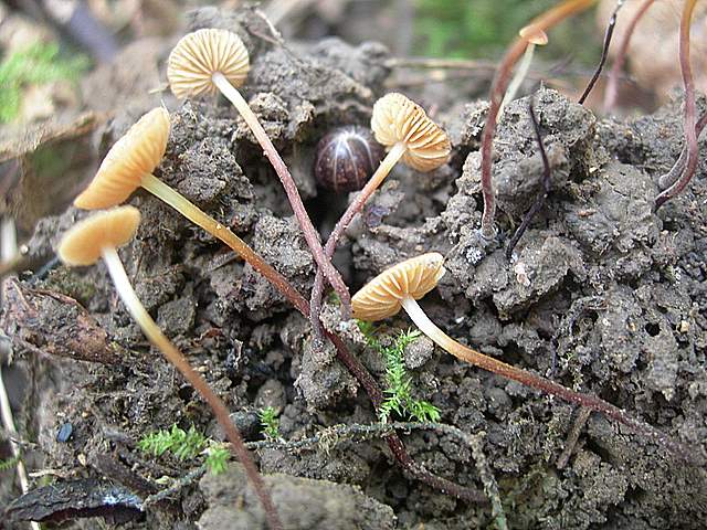 Conocybe horakii      Watling & G.M. Taylor